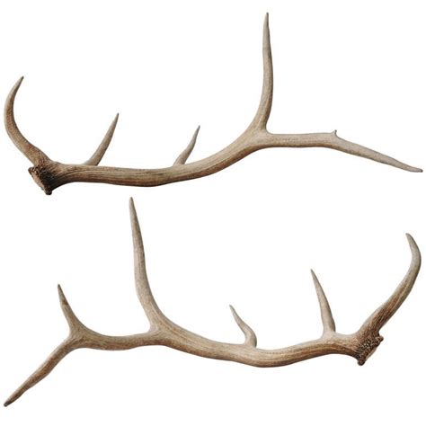 Pair of Elk Antlers at 1stdibs