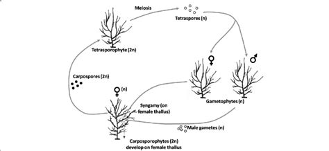 Life-cycle. The typical haploid-diploid life cycle of Gracilaria ...