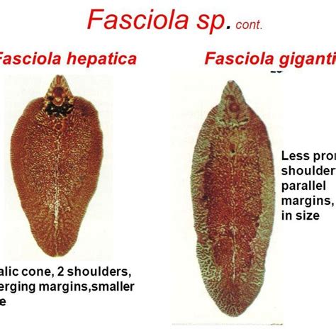 Figure1: Morphology of Fasciola spp. | Download Scientific Diagram