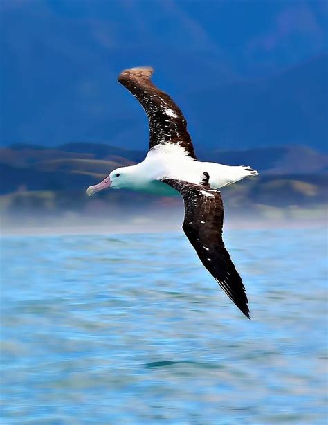 Wandering Albatross In Flight Photograph by Amanda Stadther