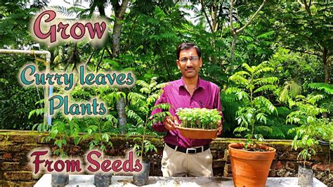 How to Grow Curry Plant by Seeds with all the updates. - YouTube Curry ...