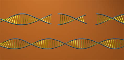 Deletions on chromosome 22 have ripple effects across genome | Spectrum ...