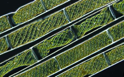 Spirogyra (green alga) with coiled chloroplasts | 2008 Photomicrography ...