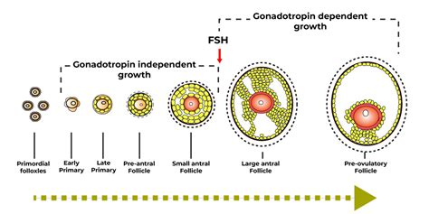 Ovarian Follicular Growth and Development - Role of Hormones and FAQs