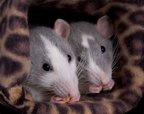 Two rats eating stock photo. Image of rodent, munching - 10102848