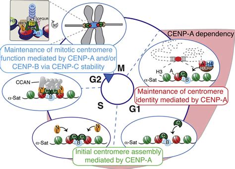 Model of Centromere Function Mediated by Centromeric Chromatin and DNA ...