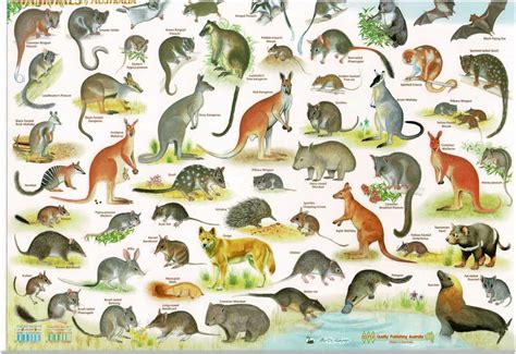 Australian Mammals Poster/Mat - A.B.C. Maps