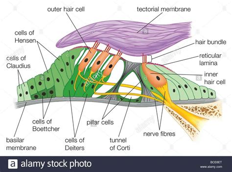 ORGAN OF CORTI On basilar membrane pillar cells-rods of corti Reticular ...