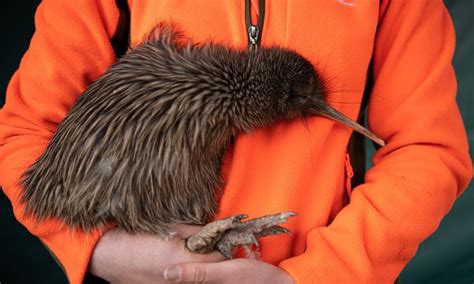 Stay safe and bye! 13 kiwi birds returned to natural habitat in New ...