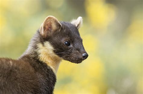 Scottish Wildlife – JAMES RODDIE PHOTOGRAPHY