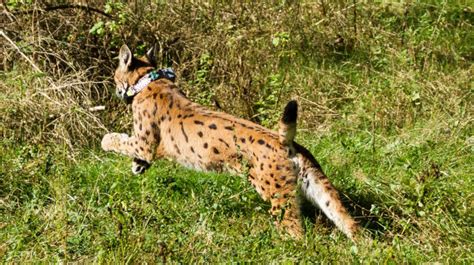 Iberian Lynx Cubs