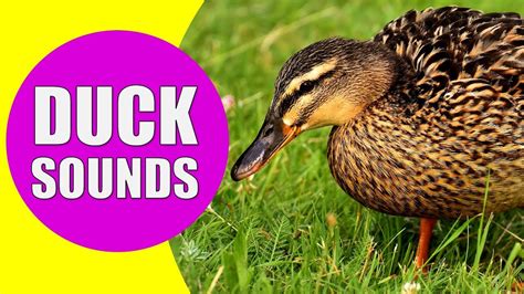 DUCK SOUNDS FOR KIDS - Quacking Sounds of Ducks, Duck Sound Effects and ...