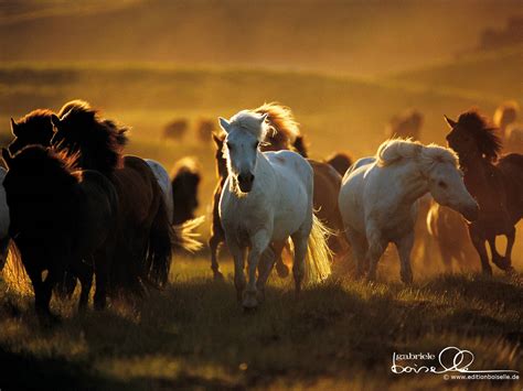 Free Horse Screensavers And Wallpapers - Wallpaper Cave