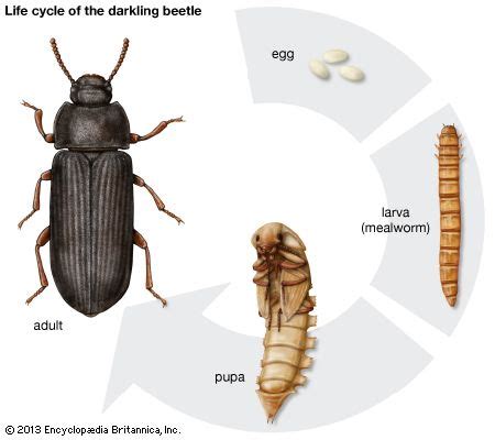 bess beetle life cycle