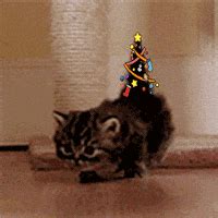 Best christmas cat GIFs - Primo GIF - Latest Animated GIFs