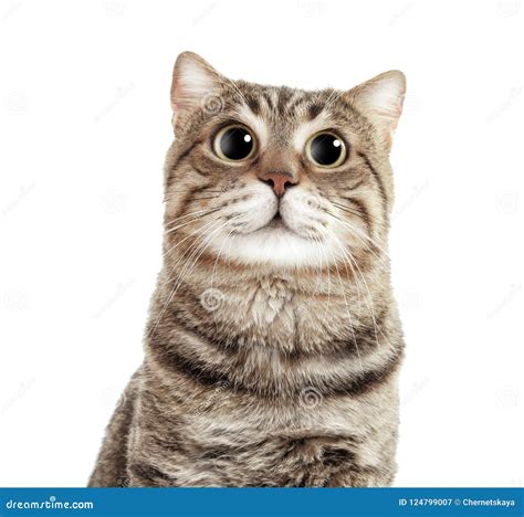 Portrait of Cute Funny Cat with Big Eyes Stock Image - Image of lovely ...