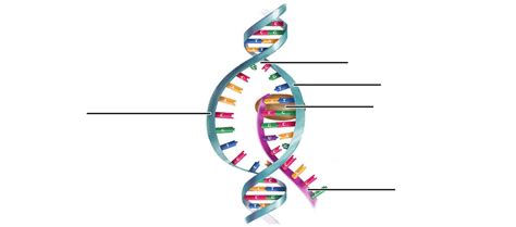 Lab 8: DNA Transcription Diagram Label Diagram | Quizlet