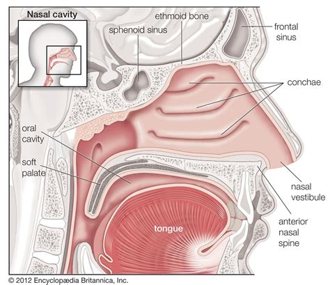 Nose | Description, Functions, & Facts | Britannica