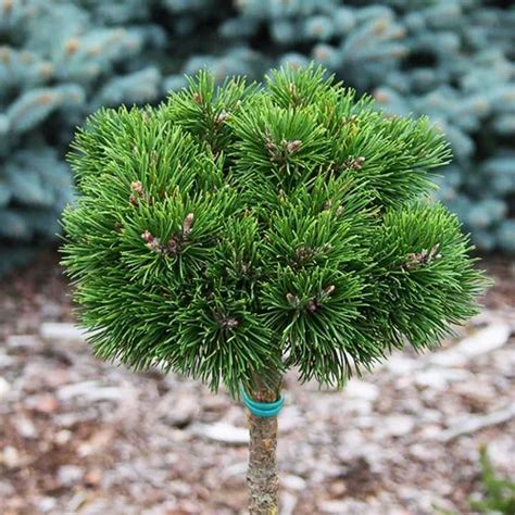 Dwarf Mountain Pine - Tree Form For Sale Online | The Tree Center