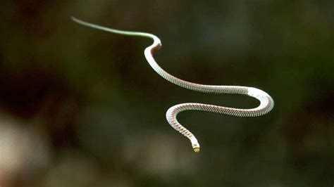 Chrysopelea - The Flying Snake