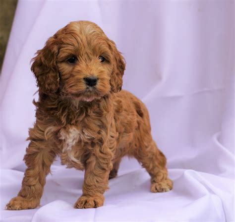 Cockapoo Puppy For Sale Millersburg, OH Male- Collin – AC Puppies LLC