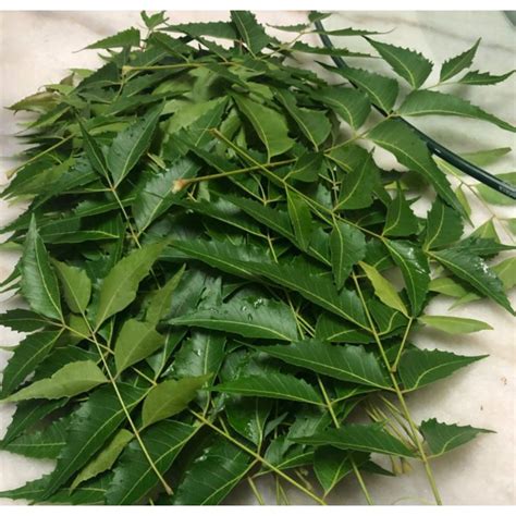 Daun semambu segar dari pokok. | Shopee Malaysia