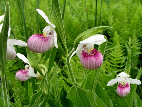 How to Own Lady's Slippers-Minnesota's Enchanting Native Orchids ...