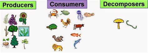 Science online: The type of the living organisms according to their feeding