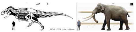 UCMP 137538 vs Palaeoloxodon Namadicus Size Comparison | Fandom