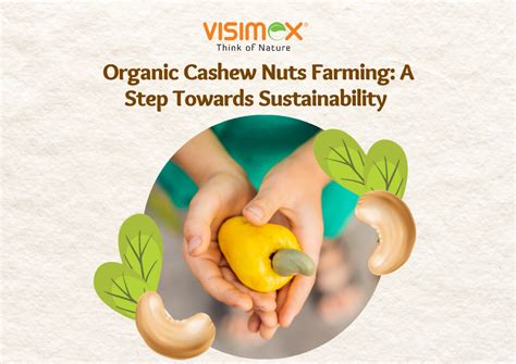 The Essence of Organic Cashew Nuts Farming