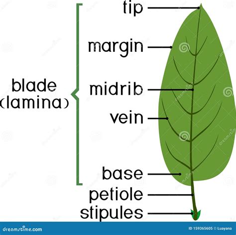 Main Parts Of A Leaf