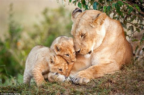 Cute cubs clamber on sleepy lioness as she tries to sleep | Animals ...