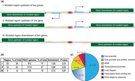 -Orientation of intergenic regions and presence of regulatory elements ...