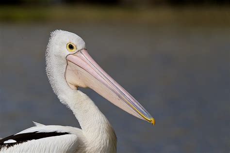 Australian Pelican - Facts, Diet & Habitat Information