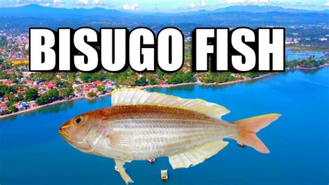 Fishing | Bisugo Fish Catching Video | Bisugo fishing - YouTube