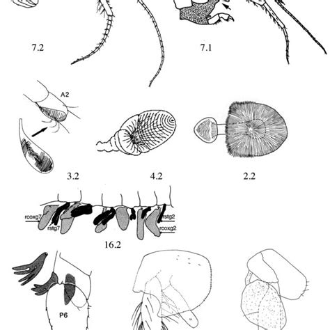 (PDF) A Phylogeny and Classification of the Amphipoda with the ...