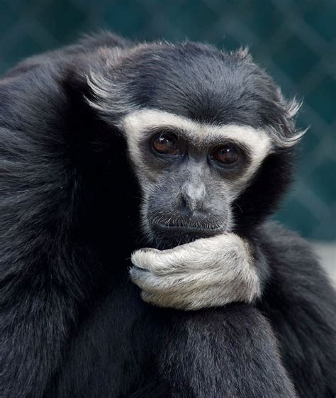 Species at the GCC - Gibbon Conservation Center