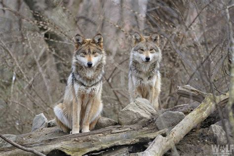 Two Critically Endangered Mexican Gray Wolves Found Dead in Arizona ...