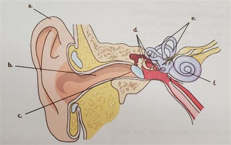 Module 9 ear diagram Diagram | Quizlet