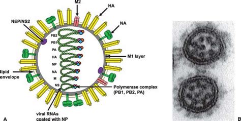Orthomyxoviridae | Basicmedical Key