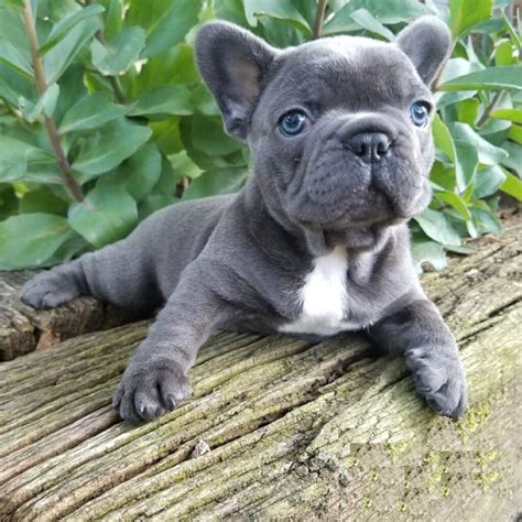 Top Teacup Bulldog Puppies of all time Don t miss out | bulldogs