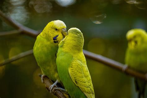 Budgie Personalities: Decoding Behaviors And Building Trust With Your ...