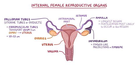 Fallopian Tube Diagram Egg