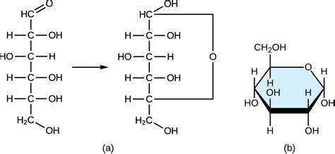 Carbohydrates | Microbiology