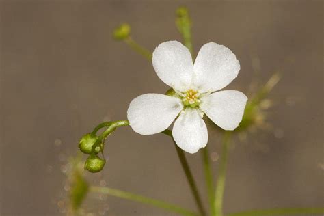 Australian Droseraceae