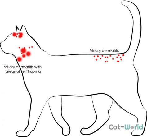 Flea Allergy Dermatitis in Cats - Cat-World