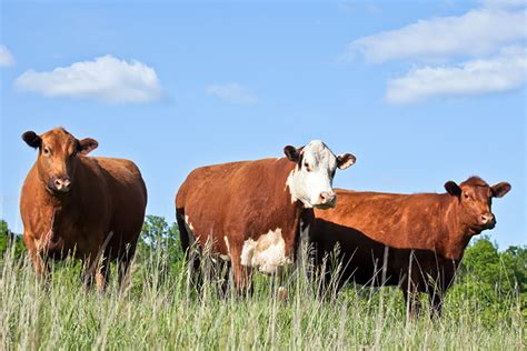 Cattle Farming and Beef Production | Co+op