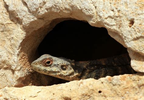 How animals keep cool in the heat