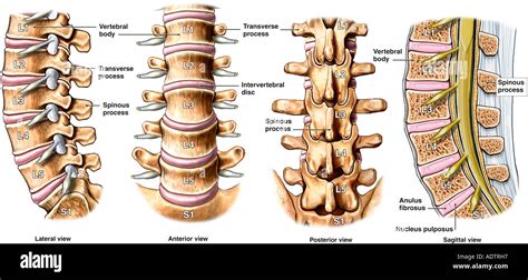 Normal Anatomy of the Lumbar Spine Stock Photo: 7710038 - Alamy