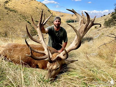 New Zealand Hunt Red Stag | AfricaHunting.com